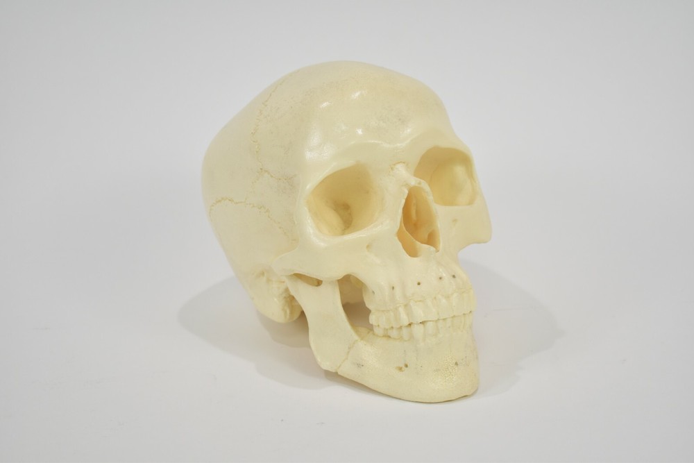 Dental School Training Artificial Plastic Head with Fixed Teeth & Movable Jaw