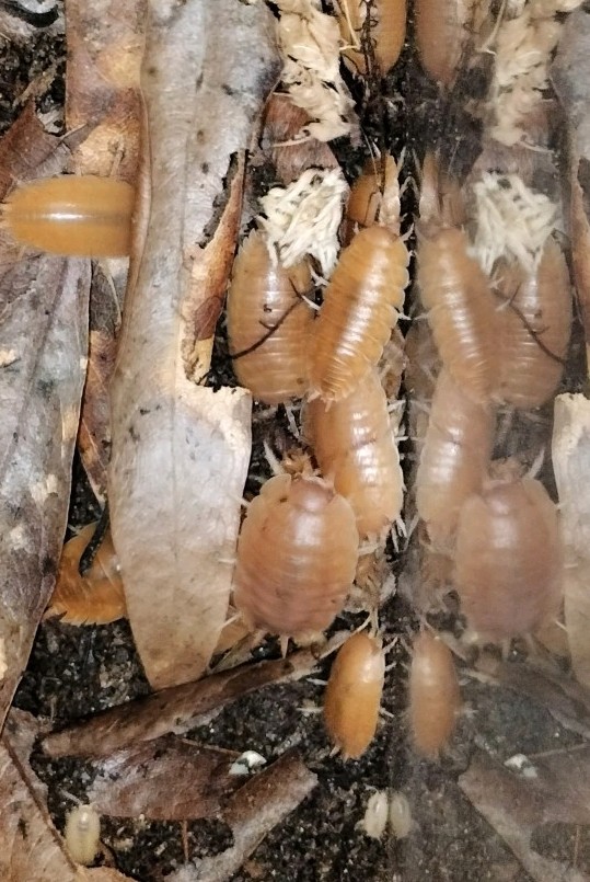 Porcellio Laevis Orange - 15+ Count