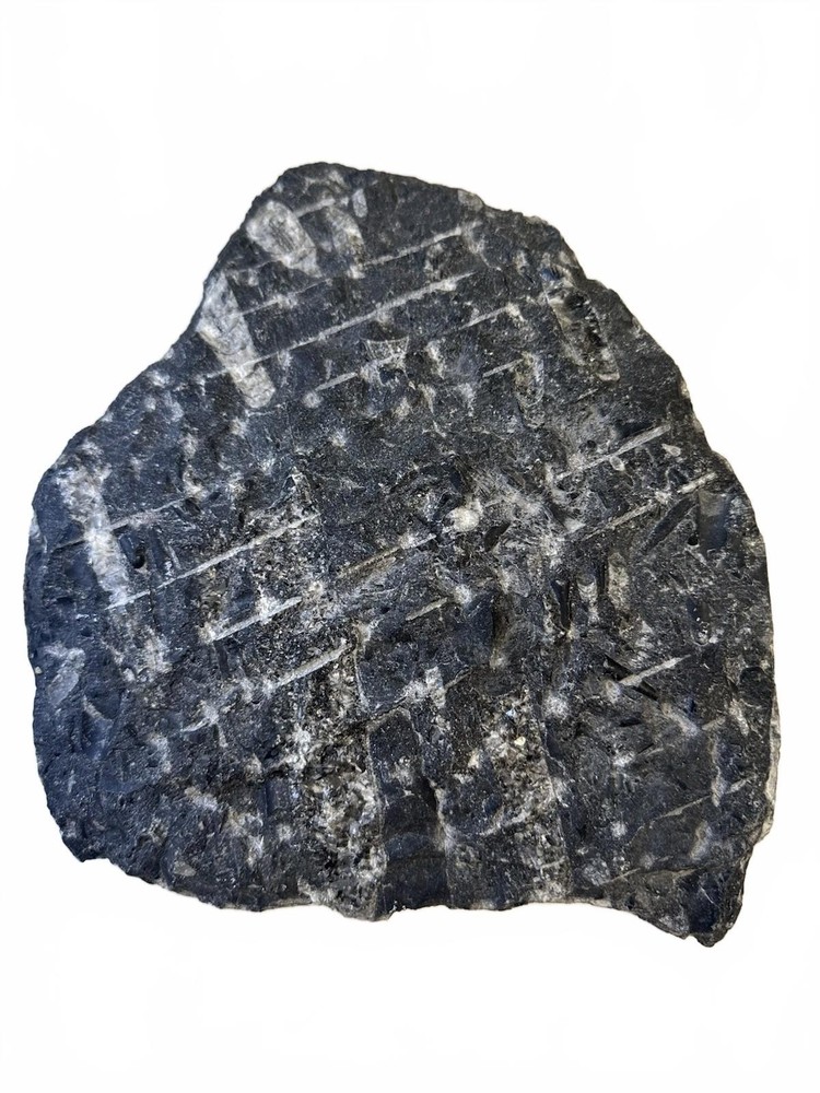 Fossilized Orthoceras Stone Slab - A Glimpse Into Ancient Seas