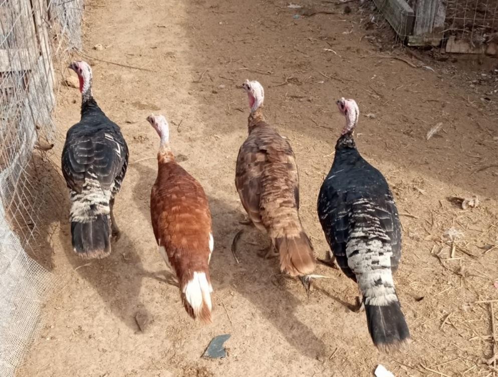 (8) FERTILE BARNYARD MIX TURKEY HATCHING EGGS