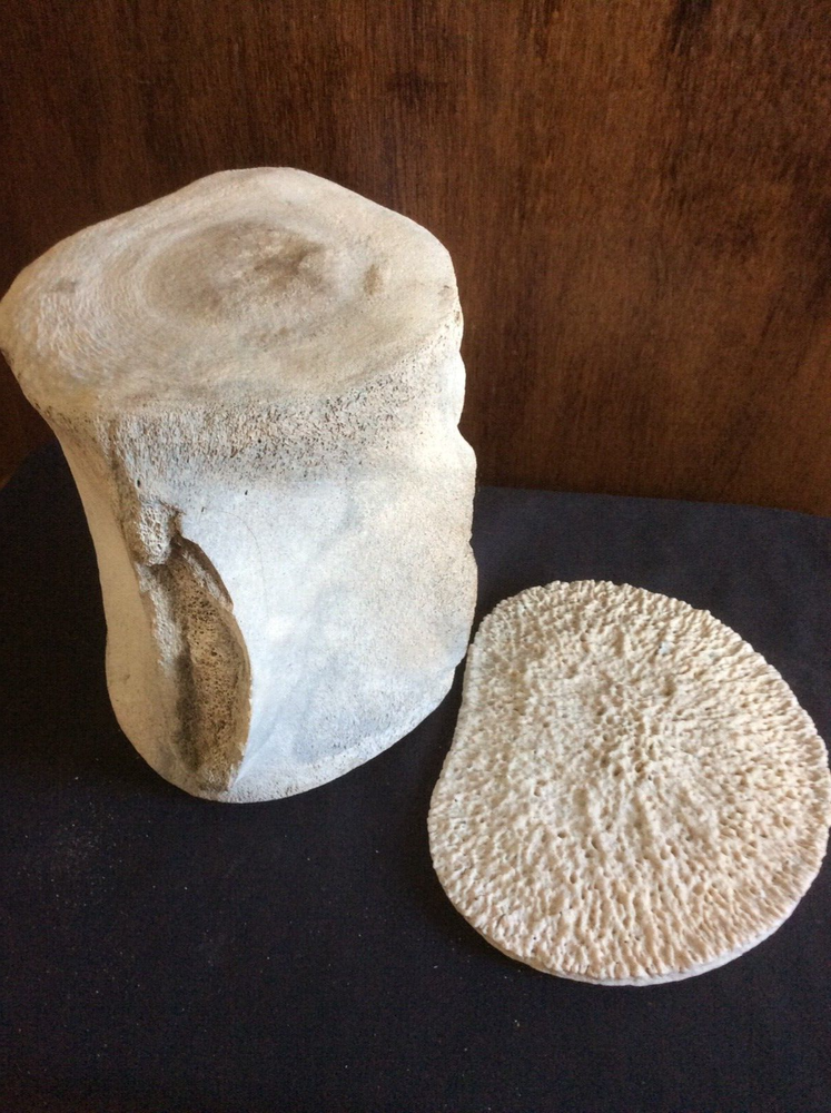 ANTIQUE AUTHENTIC FOSSILIZED H. B. WHALE VERTEBRE & INTERVERTEBAL DISCS
