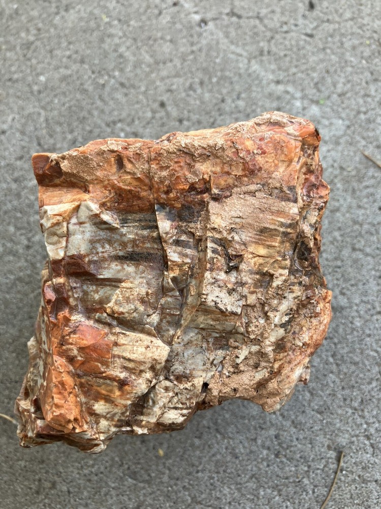 Arizona Petrified Wood