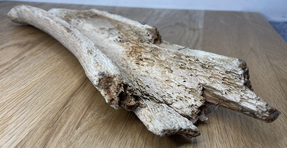 Fossil Specimen, Longbone Fragment, Cretaceous, Surrey, 315mm