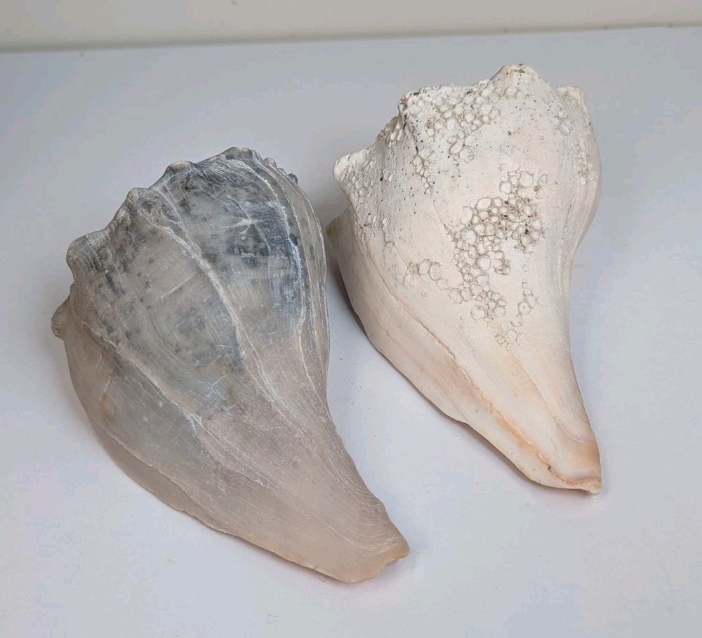 2 Large Lightning Whelk 10” Fossilized Seashell Beach Decor