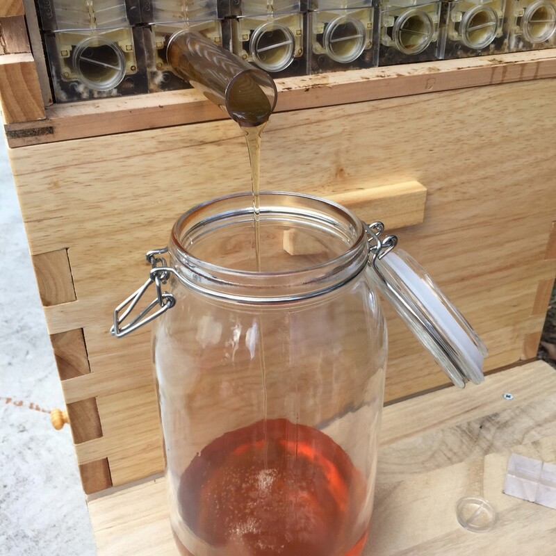 Auto Shed Bee Hive Boxes + 7x Bee Frames Honey Bee Hive House Beekeeping Frames