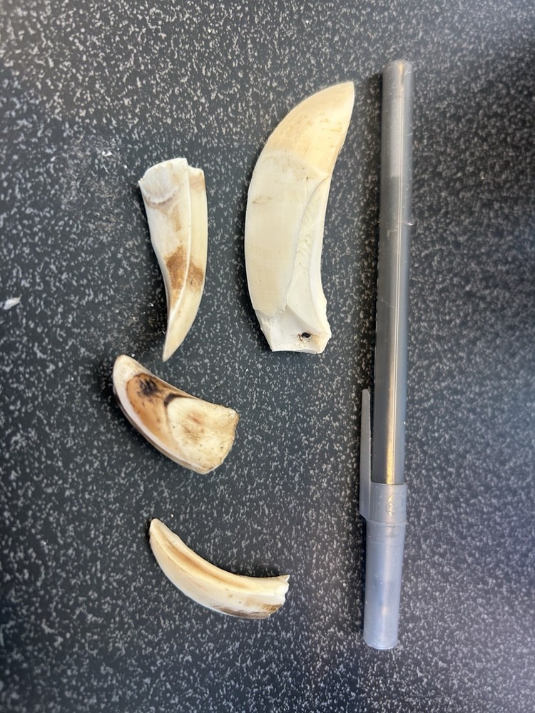 Boar Teeth For Carving