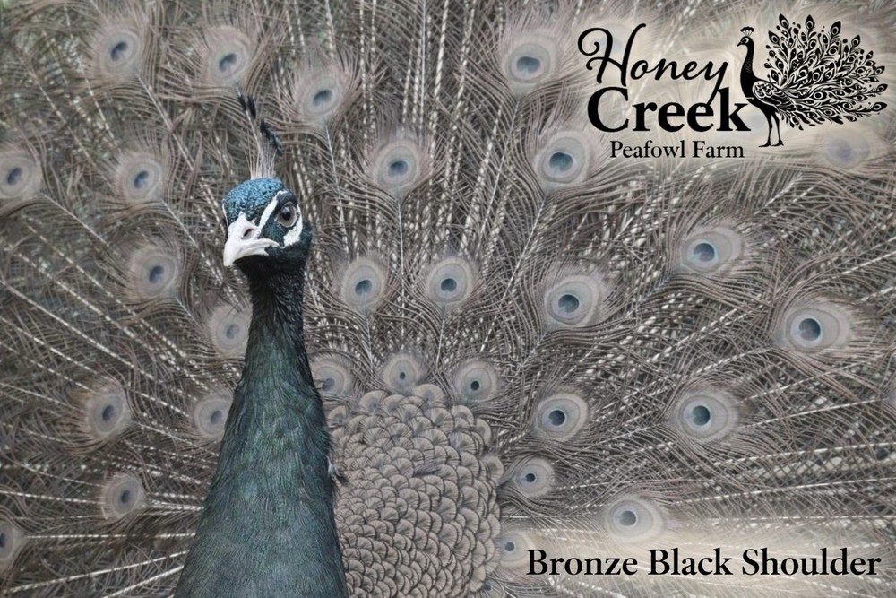*12* Rare Peafowl Peacock Hatching Egg’s Multiple Color Varieties 🥚✅