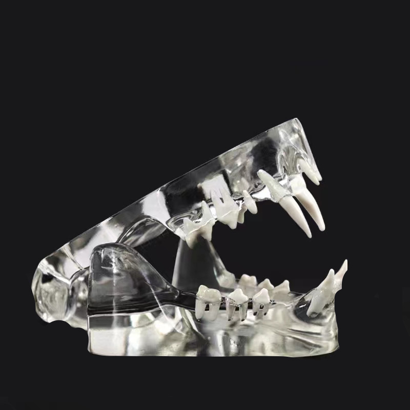 Cat Teeth Model Tooth Transparent Anatomical Veterinary Teaching PVC