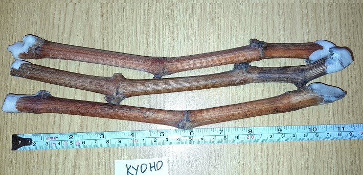 GRAPE "KYOHO" 3 grape vines cuttings