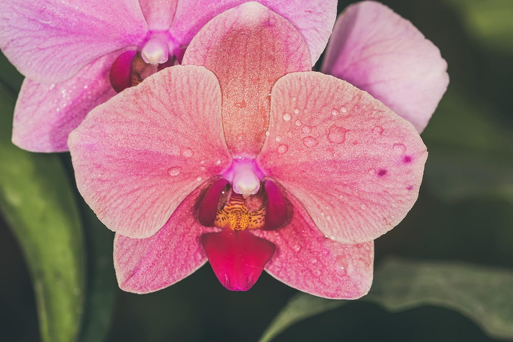 Orchid Potting Soil Mix (3 Cups / 1 Quart)
