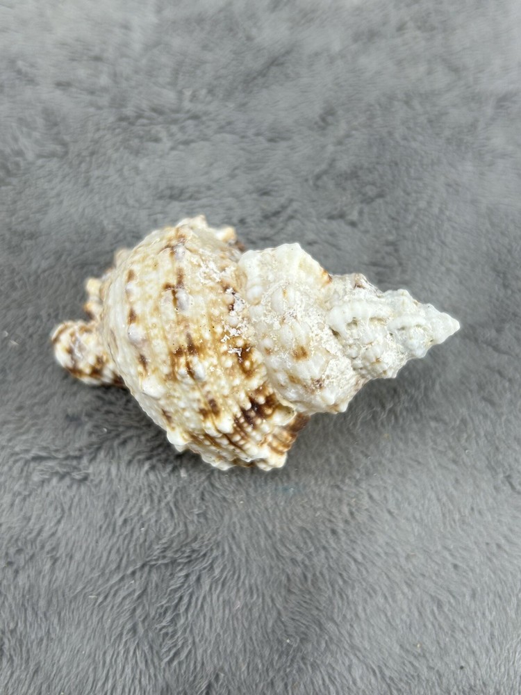 Large Pacific Lampas Shell Seashell 3.25" Beach Cottage Decor