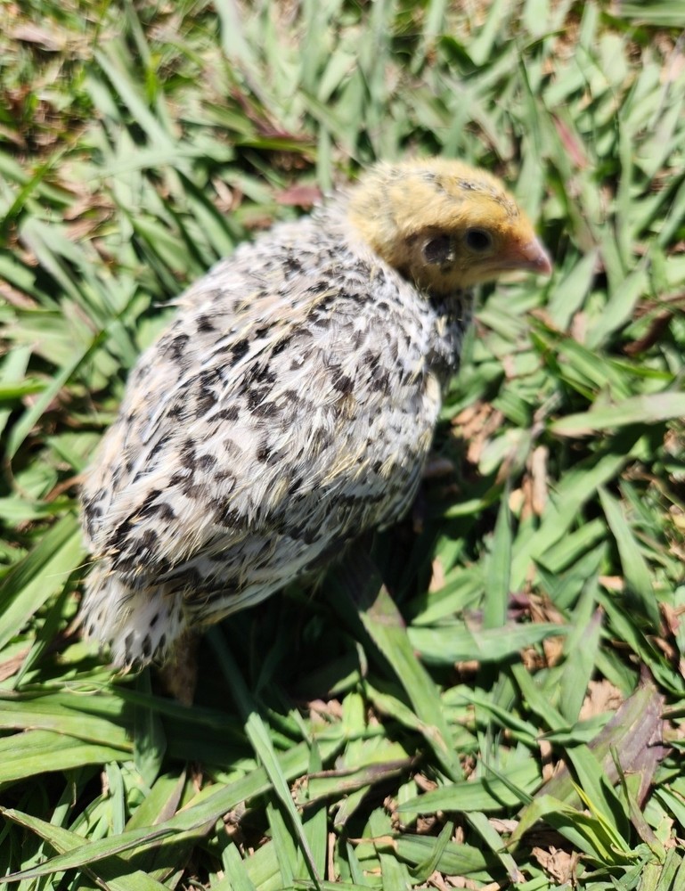 12+ Calico Fee Coturnix Hatching Eggs