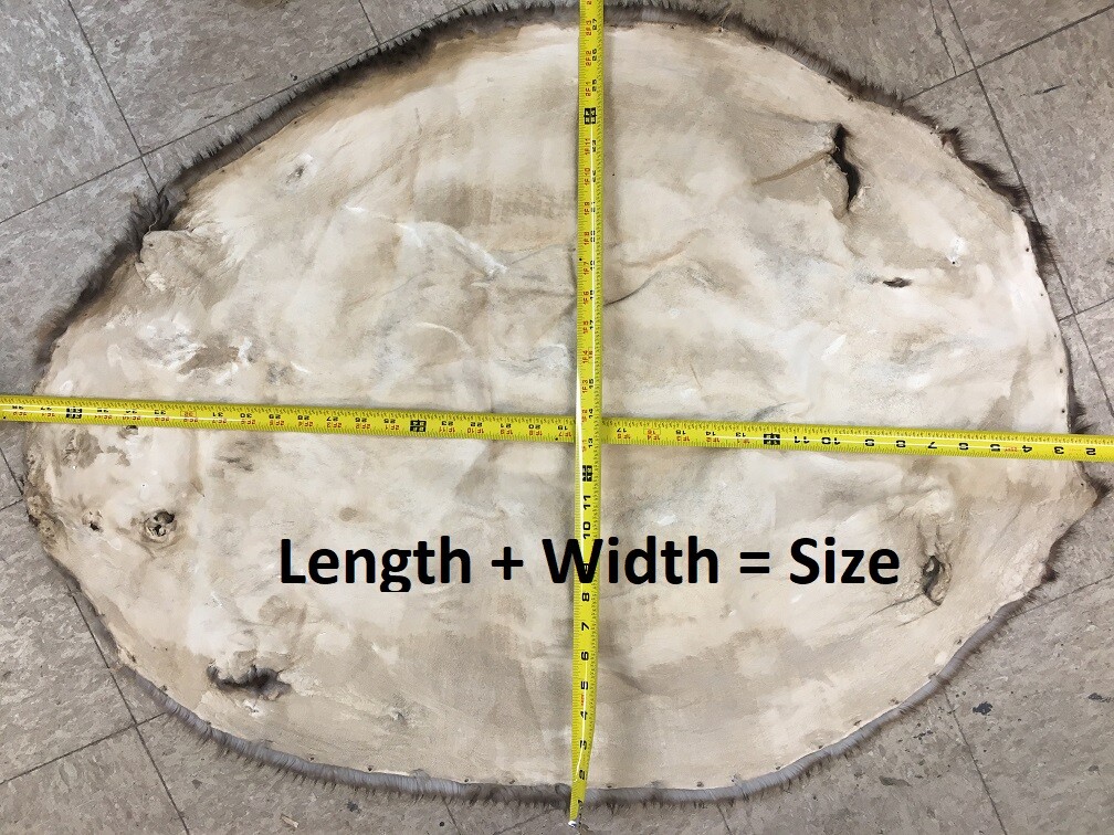 Tanned Beaver Pelt, Imperfect Grade - Very Soft Tan!