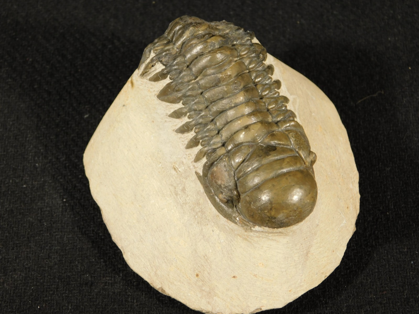 Larger! Crotalocephalina TRILOBITE Fossil 100% Natural Morocco 225gr