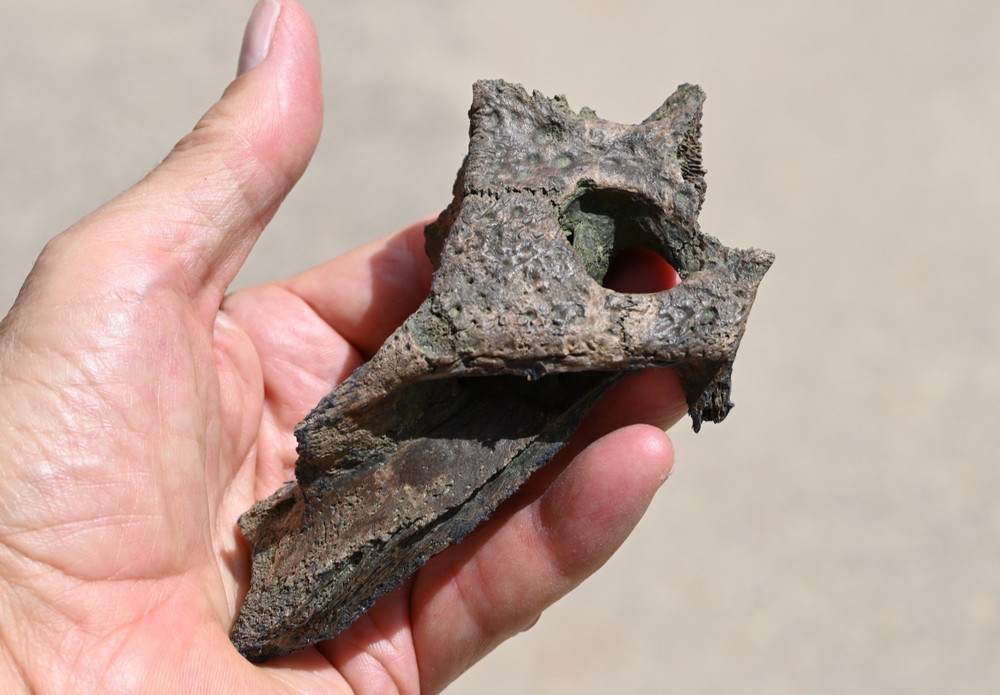 Partial Fossil Alligator Skull from Florida