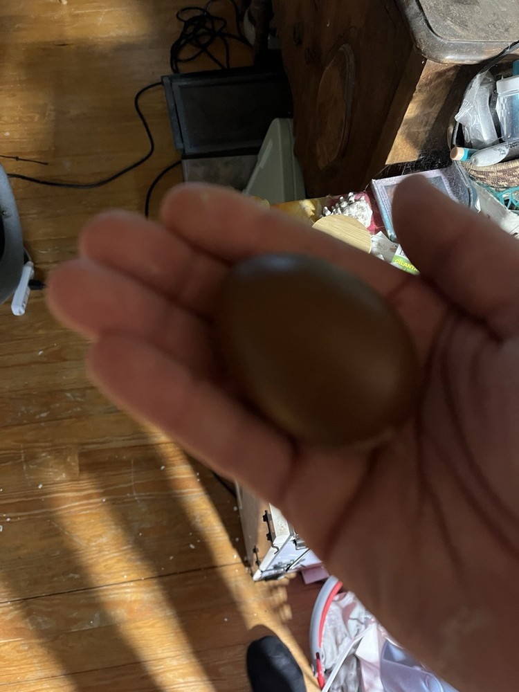12 Olive And Dark Chocolate Egger Hatching Eggs