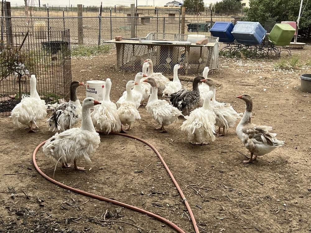 Sebastopol Goose Hatching Eggs