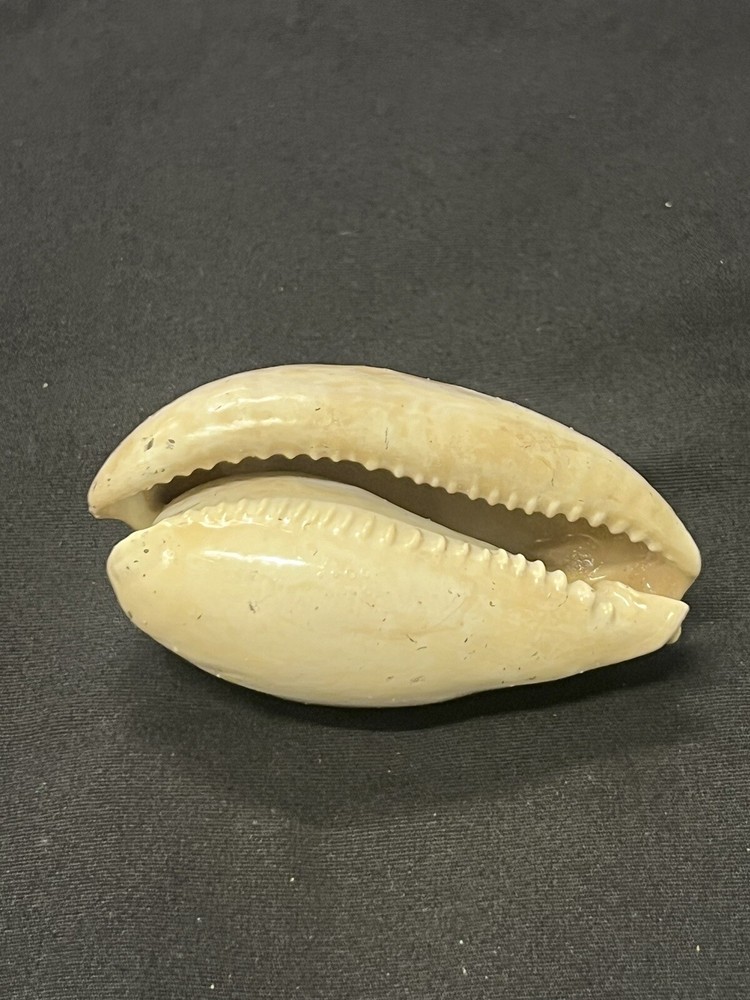 EXTINCT Fossilized COWRIE Shell From Central Florida - Pliocene Era.