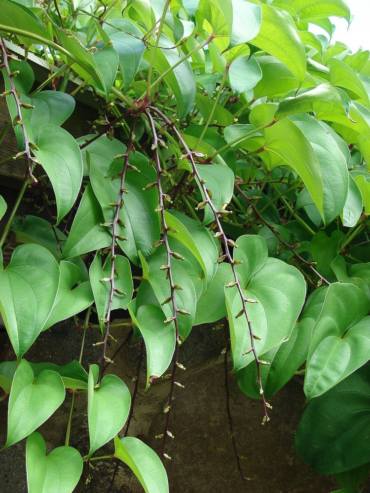 Dioscorea alata PURPLE YAM Seeds