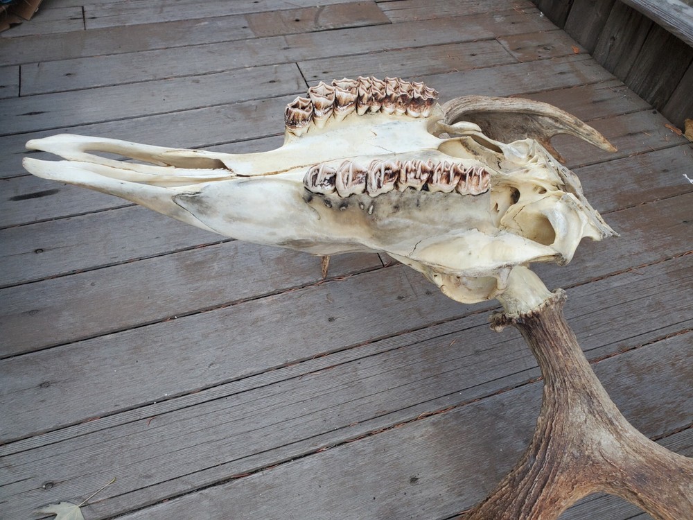 Shiras Moose European Mount