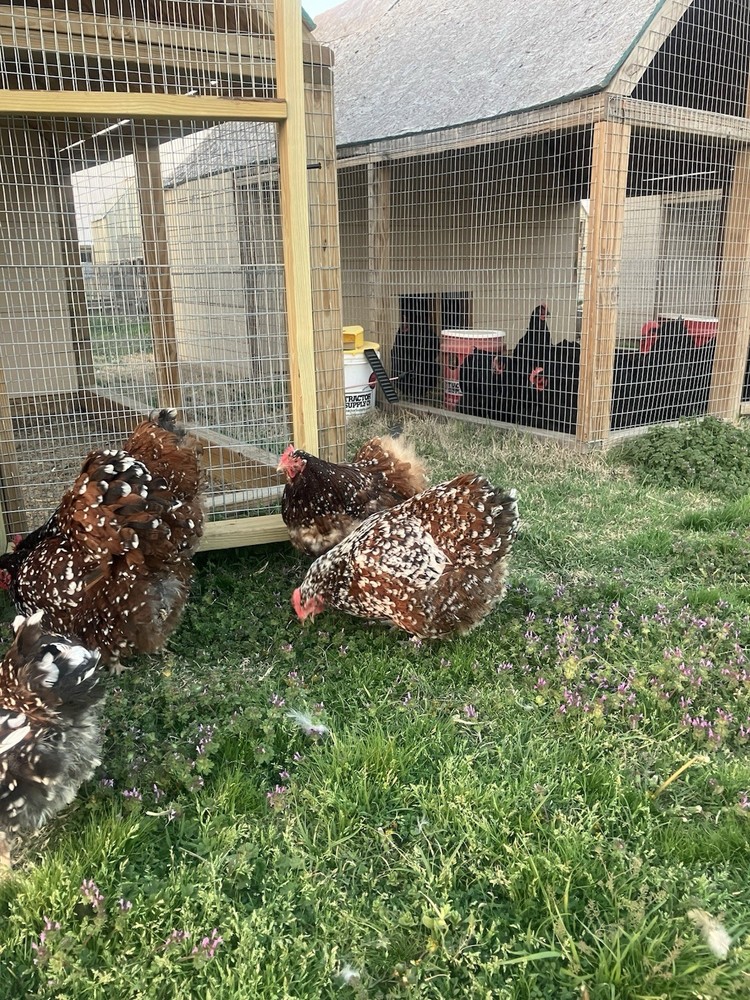 6+ Jubilee English Orpington Hatching Eggs