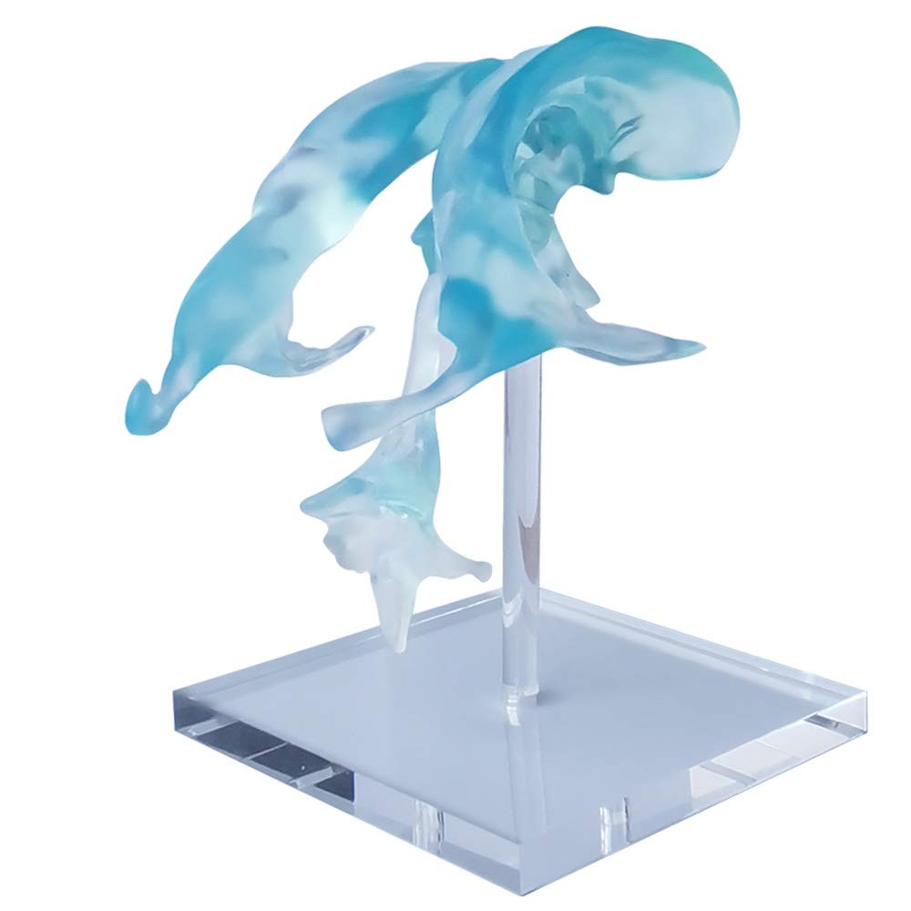 EVOTECH SCIENTIFIC Human Brain Ventricles Model for Anatomy Teaching Learning...