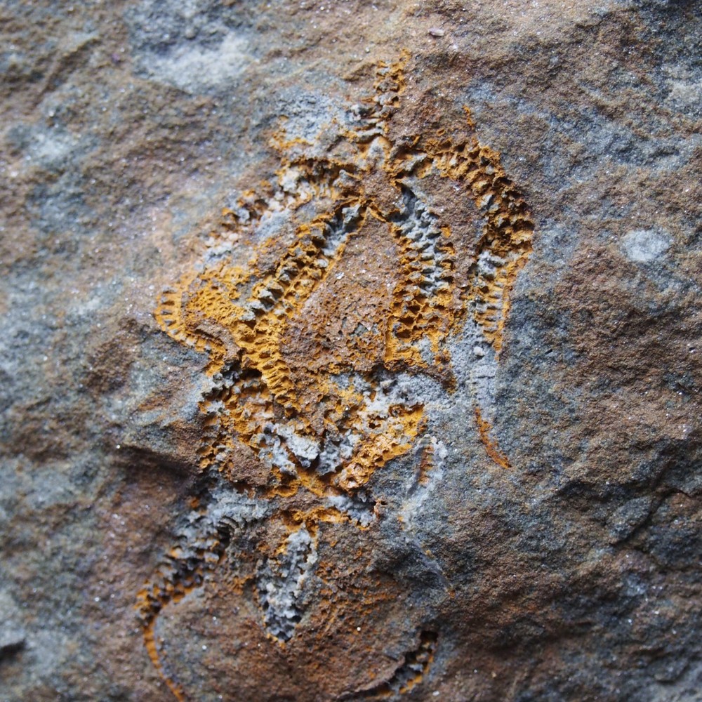 Edrioasteroid Protaster sp. Echinoderms Ordovician Fossil Fossilien
