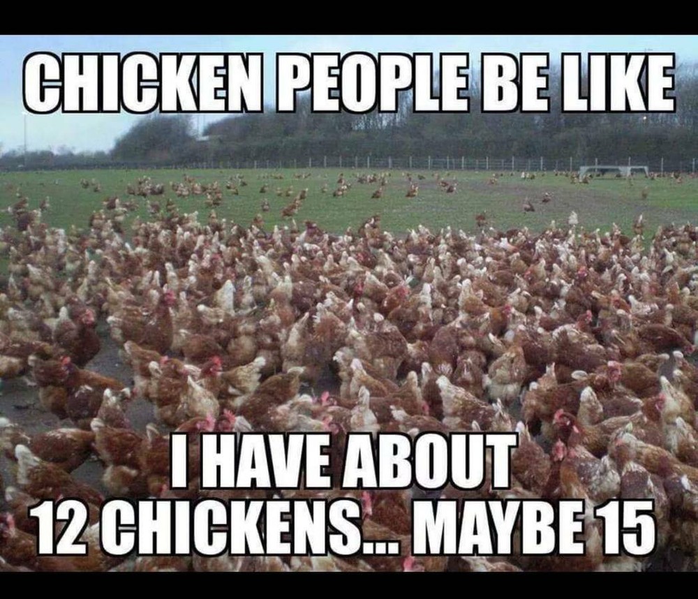 Crazy Chicken People Funny  Refrigerator  / Tool Box /  Magnet