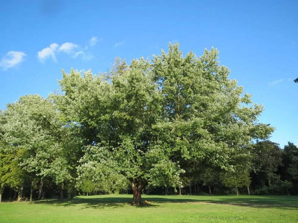 1 Silver Maple Tree 12-24" Acer saccharinum Bare Root
