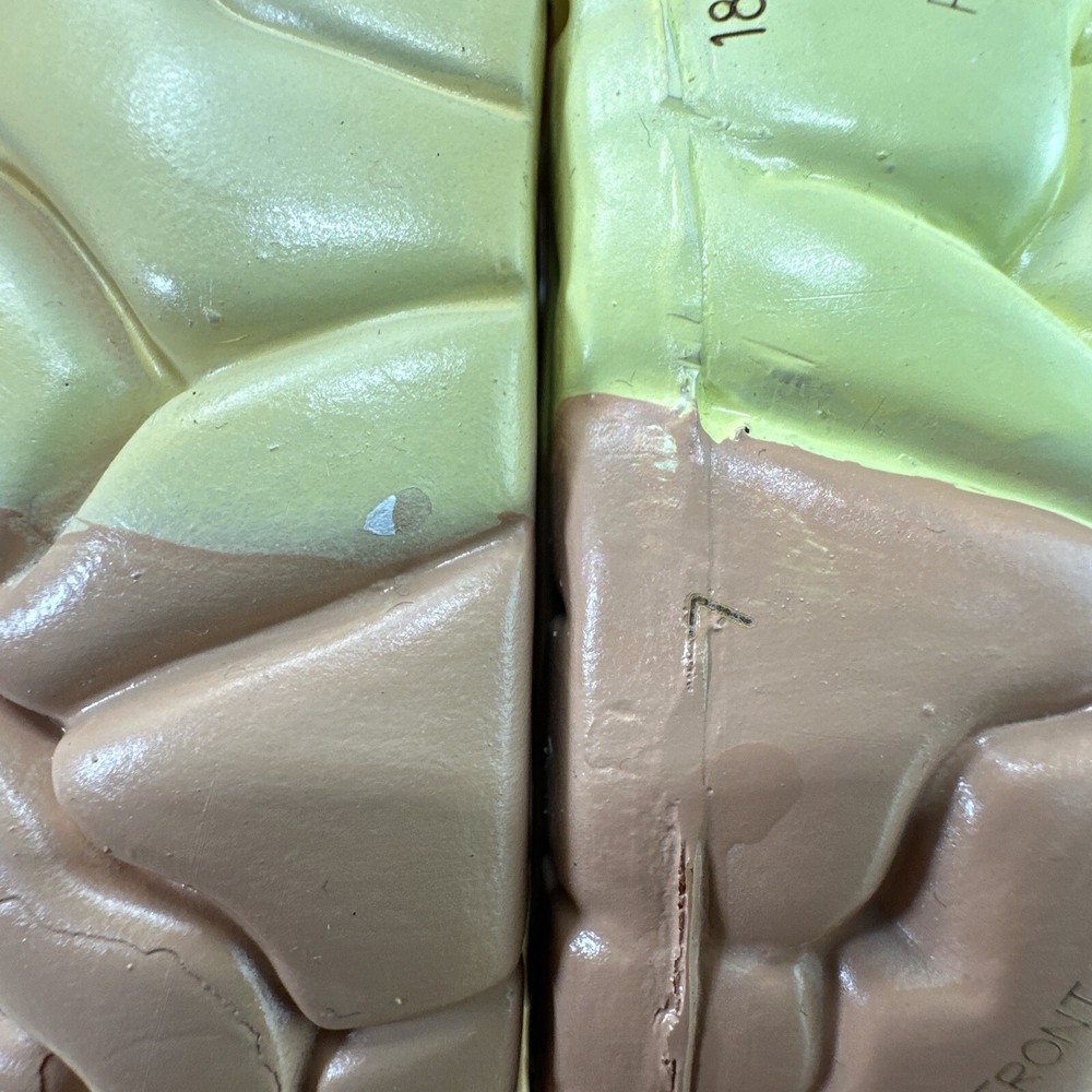 Human Brain Model with Laser-Engraved Numbers and Labeling | Includes Case/Stand
