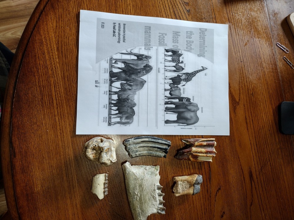 Fossil mammal tooth replica body mass estimation kit. Read description. 