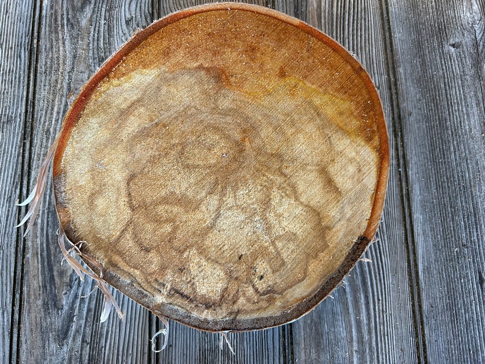White Birch Slice Approximately 9 Inches Diameter