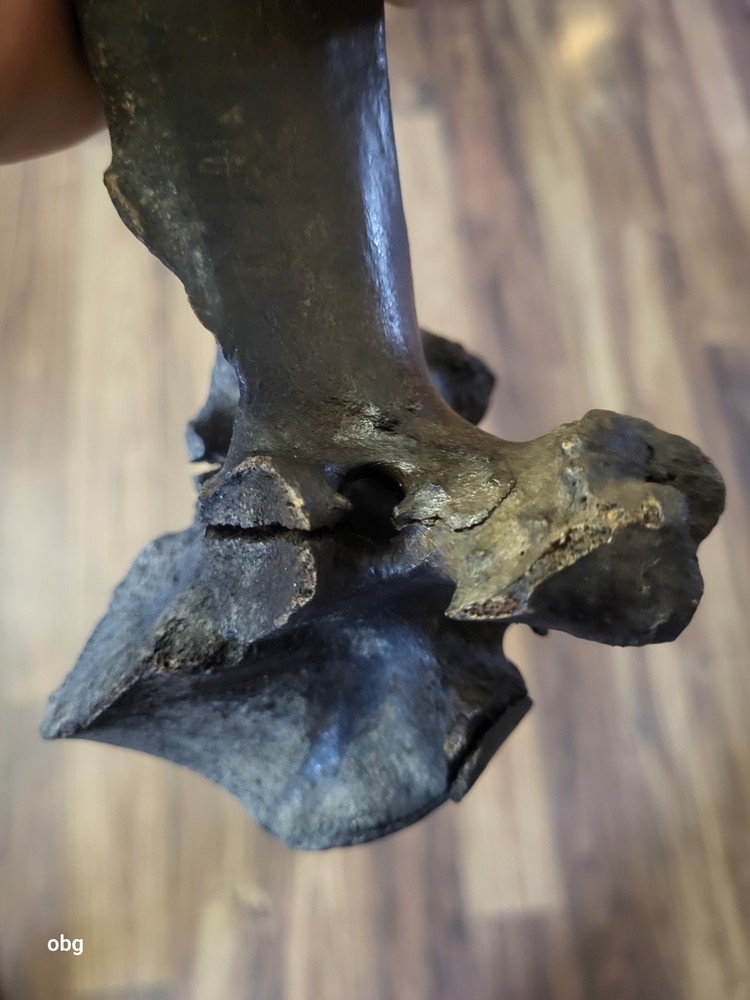 Historic Bison thoracic vertebra holocen era