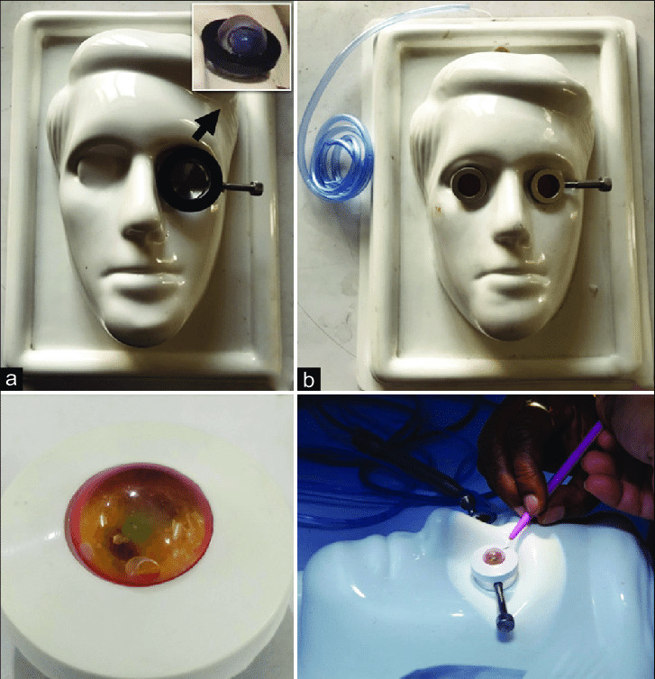 10 Phaco Practice Eyes For Phaco Training With Free Shipping