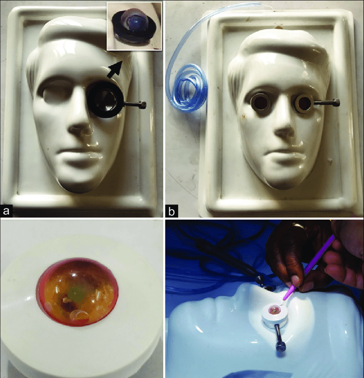 10 Phaco Practice Eyes For Phaco Training With Free Shipping