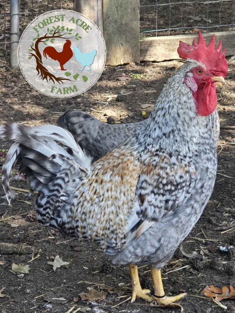 Cream Legbar Hatching Eggs 10+ Blue Eggs