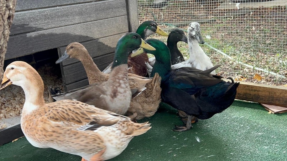 12 duck hatching eggs| Lay Eggs Everyday