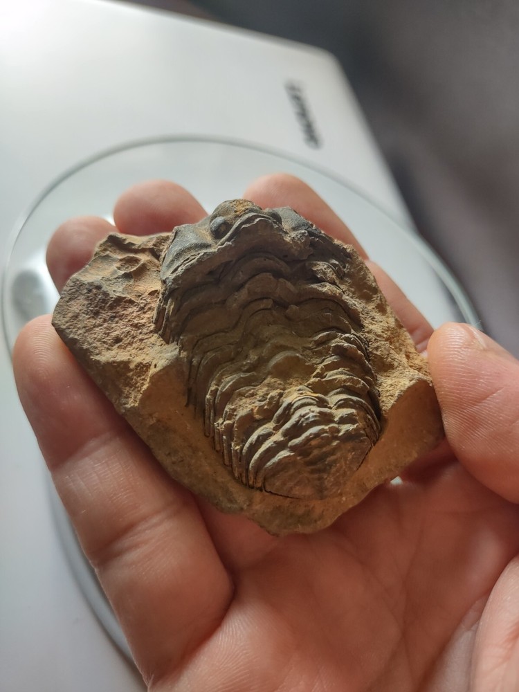 Natural trilobite fossil