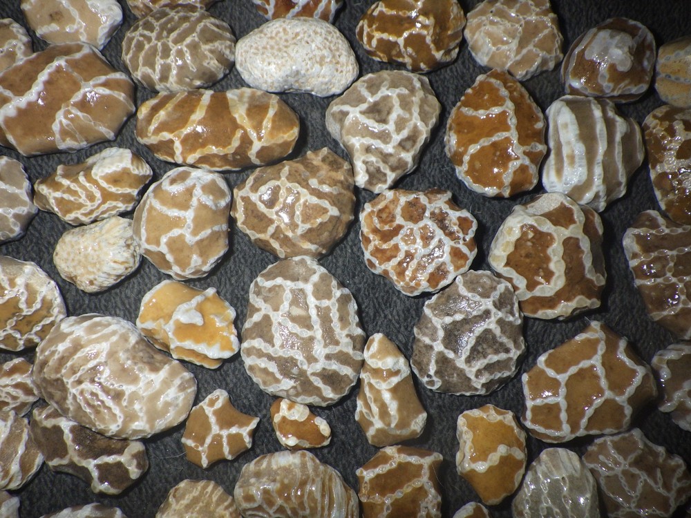 Small Chain Coral Halysites