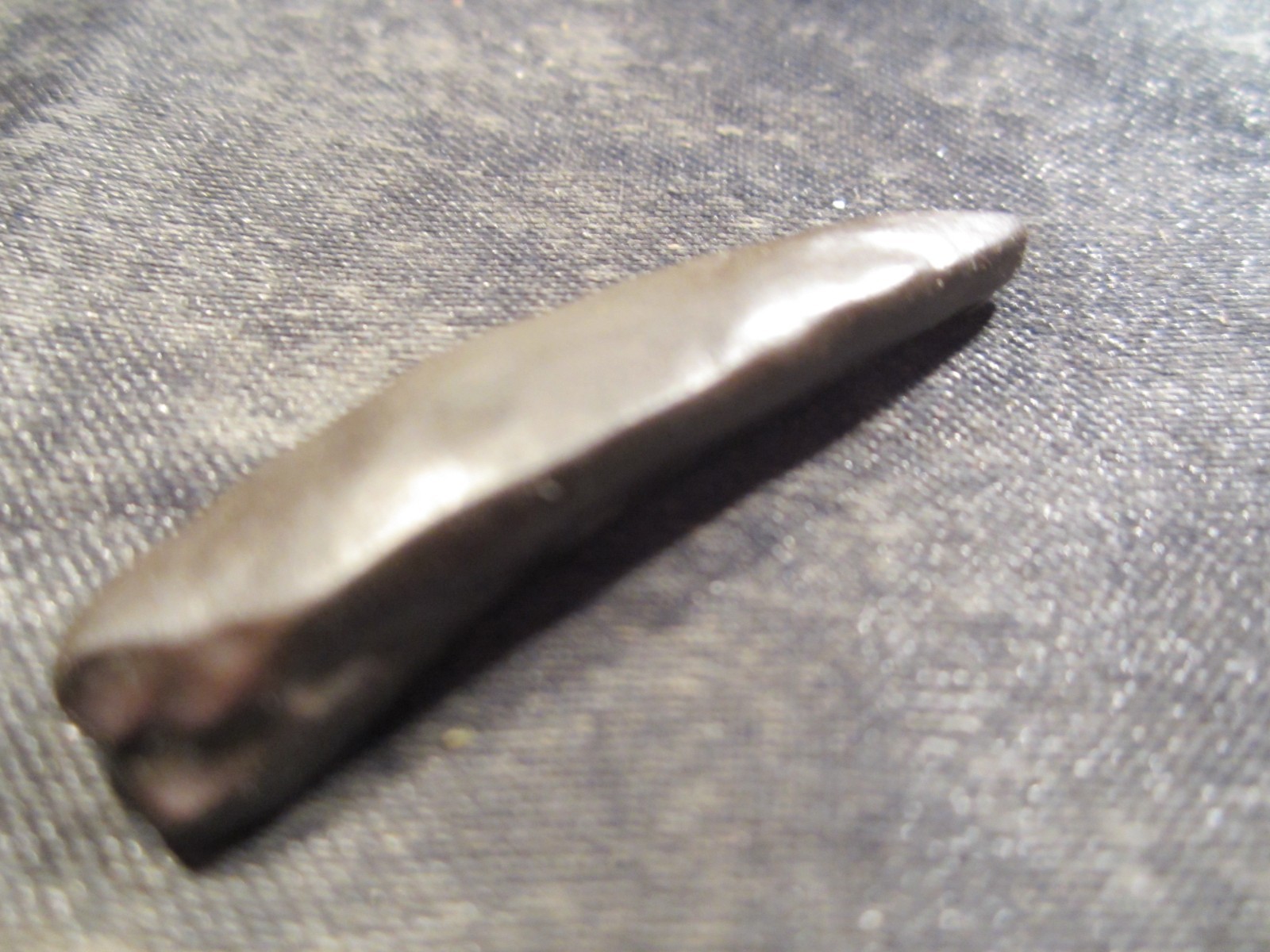 Fossilized Mammal Tooth Venice, Florida