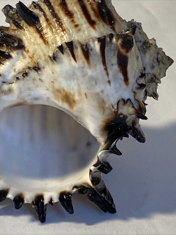 Natural Conch Seashell Black Murex Hermit Rare