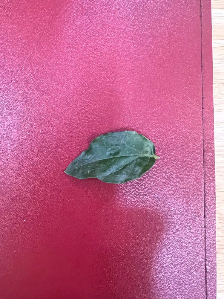1 dried jasmine leaf on red font yellow ha