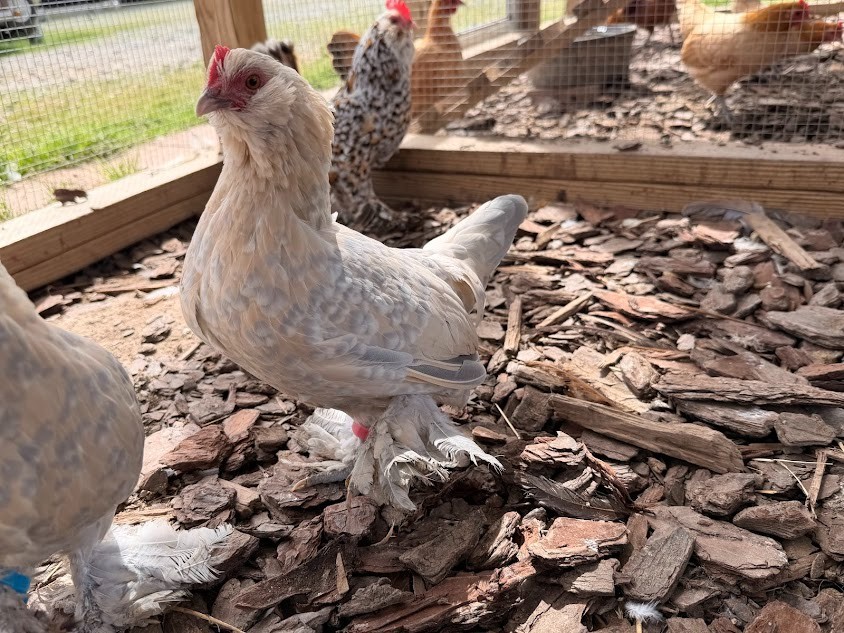 D'uccle Belgian Bearded Bantam Hatching Eggs 10++
