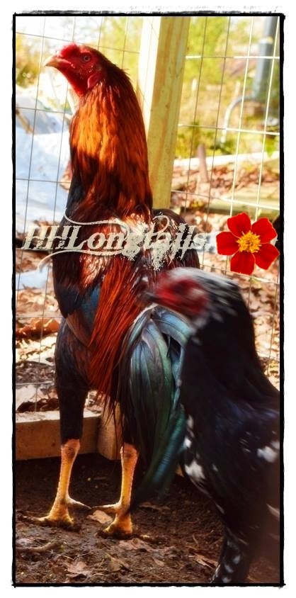 6 ASSORTED longtail Chicken hatching eggs L@@K!