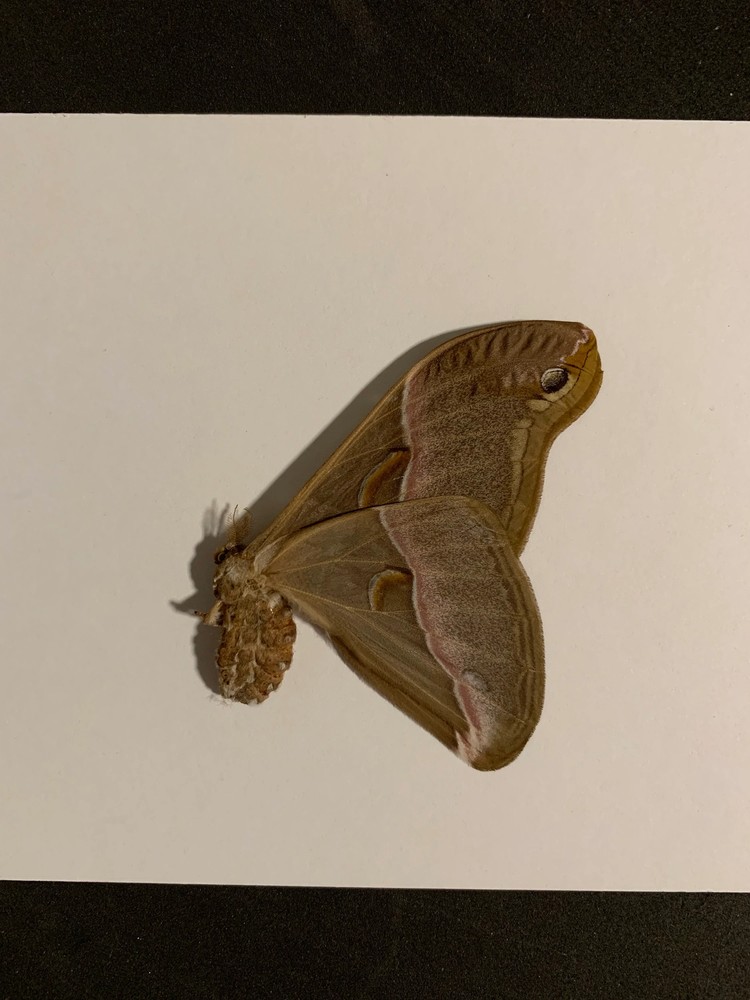 1 pair of Unmounted Samia insularis