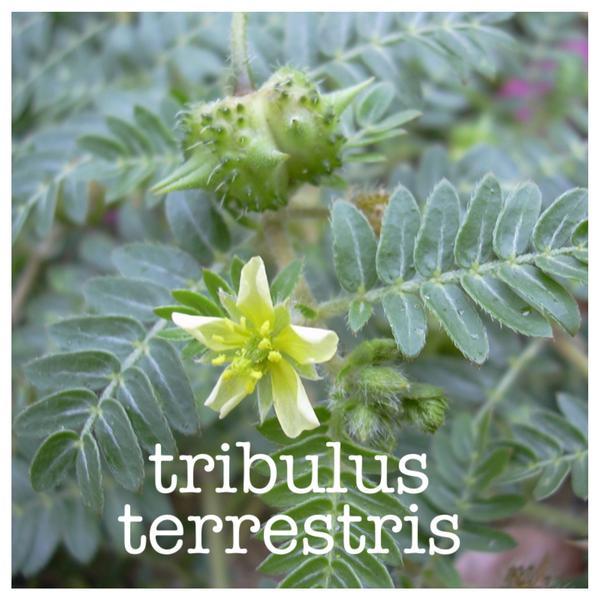 Testosterone booster supplement - TRIBULUS TERRESTRIS 90 Tablets 1 Bottle