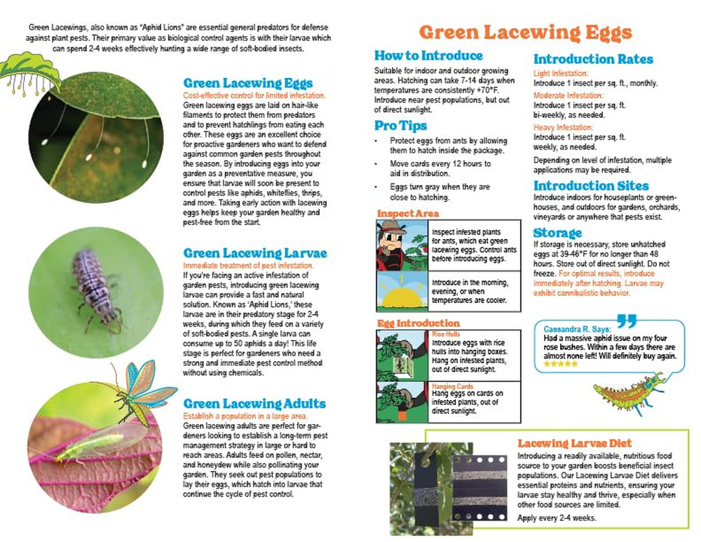 Green Lacewing Eggs on Hanging Card - 1000 Count