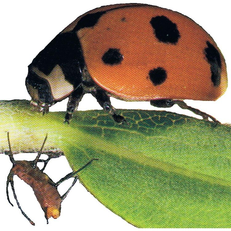 CafePress Ladybug And Aphid 10" Wall Clock (207562583)