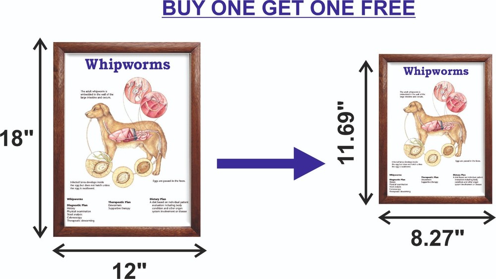 Whipworms Chart 12x18 inches