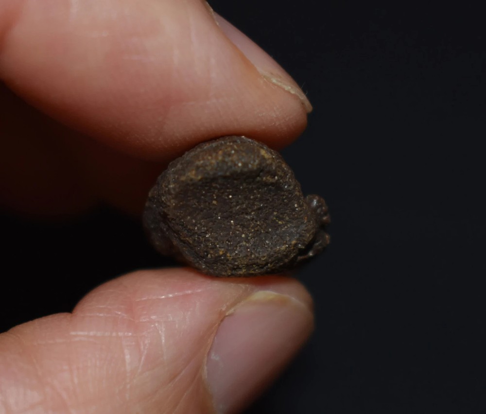 Excellent Small Fossil Tortoise Claw Core/ Toe Bone